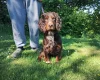 Cocker Spaniel (Working)