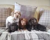 Cocker Spaniel (Working)