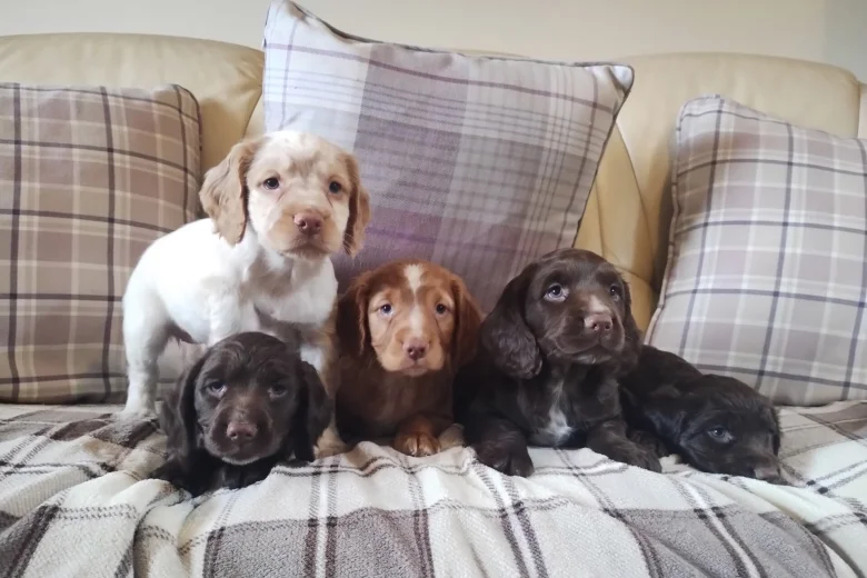 Cocker Spaniel (Working)