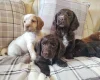Cocker Spaniel (Working)
