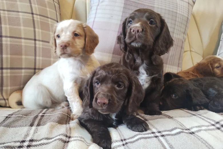 Cocker Spaniel (Working)