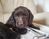 Cocker Spaniel (Working)