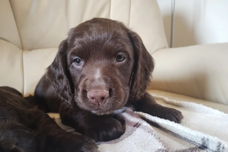 Cocker Spaniel (Working)