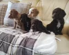 Cocker Spaniel (Working)