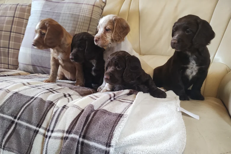 Cocker Spaniel (Working)