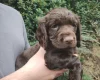 Cocker Spaniel (Working)