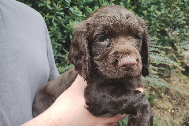 Cocker Spaniel (Working)