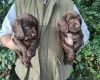 Cocker Spaniel (Working)