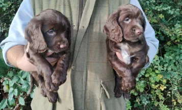 Cocker Spaniel (Working)