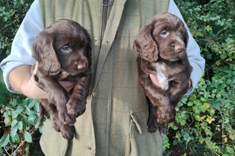 Cocker Spaniel (Working)