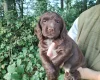 Cocker Spaniel (Working)