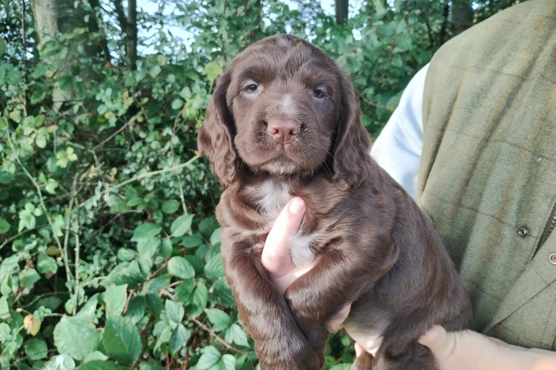 Cocker Spaniel (Working)