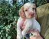 Cocker Spaniel (Working)