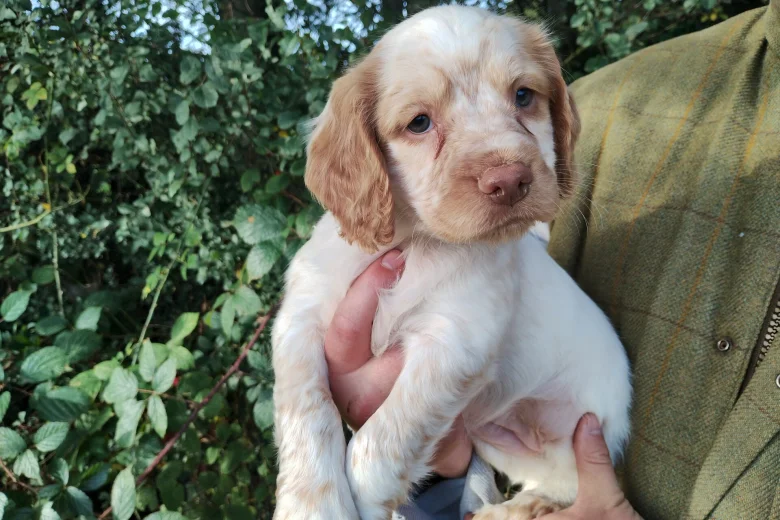 Cocker Spaniel (Working)