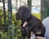 Cocker Spaniel (Working)