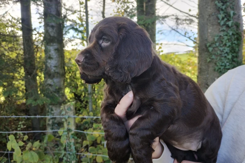 Cocker Spaniel (Working)