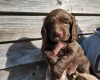 Cocker Spaniel (Working)