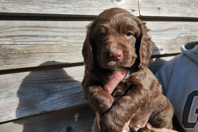 Cocker Spaniel (Working)