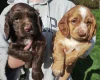 Cocker Spaniel (Working)