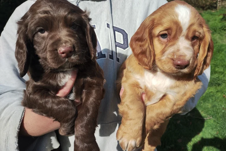 Cocker Spaniel (Working)