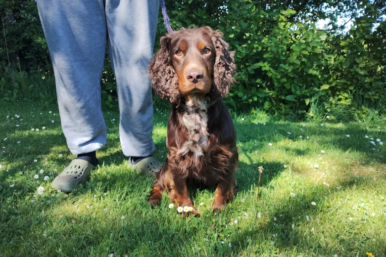 Cocker Spaniel (Working)