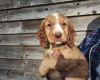 Cocker Spaniel (Working)