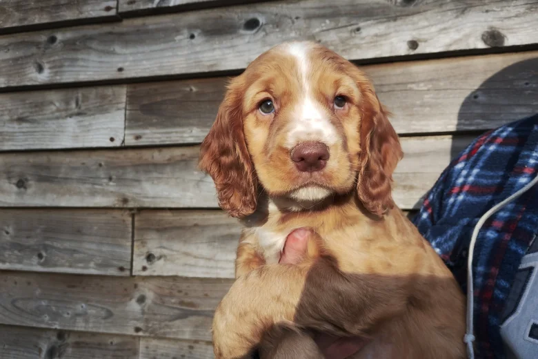 Cocker Spaniel (Working)