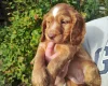 Cocker Spaniel (Working)