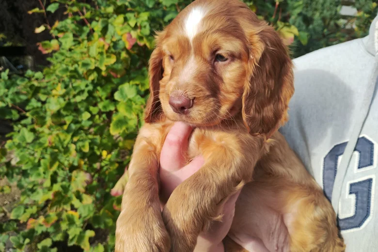 Cocker Spaniel (Working)