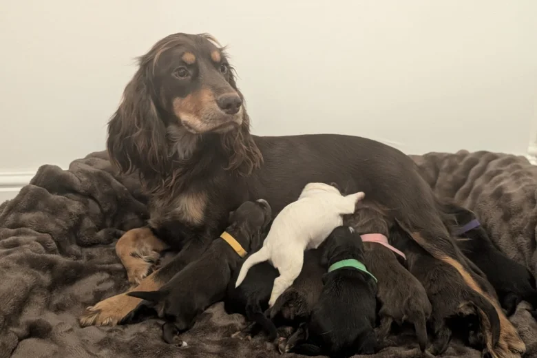 Cocker Spaniel (Working)