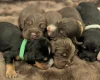 Cocker Spaniel (Working)