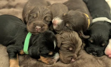 Cocker Spaniel (Working)
