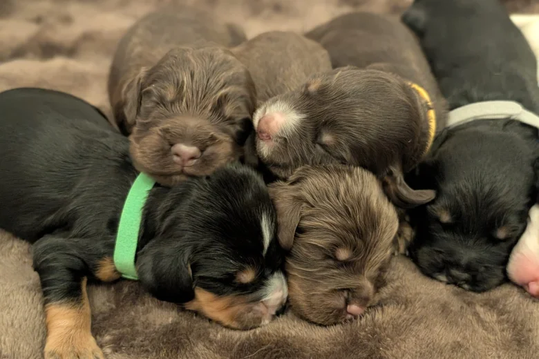 Cocker Spaniel (Working)