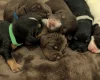 Cocker Spaniel (Working)
