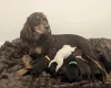 Cocker Spaniel (Working)