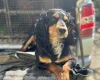 Cocker Spaniel (Working)