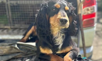 Cocker Spaniel (Working)