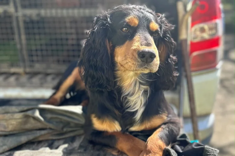 Cocker Spaniel (Working)
