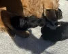 Cocker Spaniel (Working)