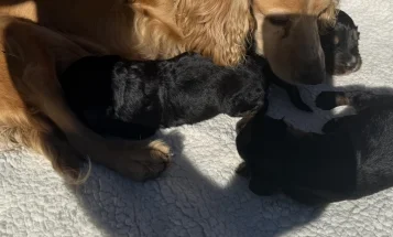 Cocker Spaniel (Working)