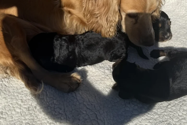 Cocker Spaniel (Working)