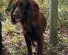 Cocker Spaniel (Working)