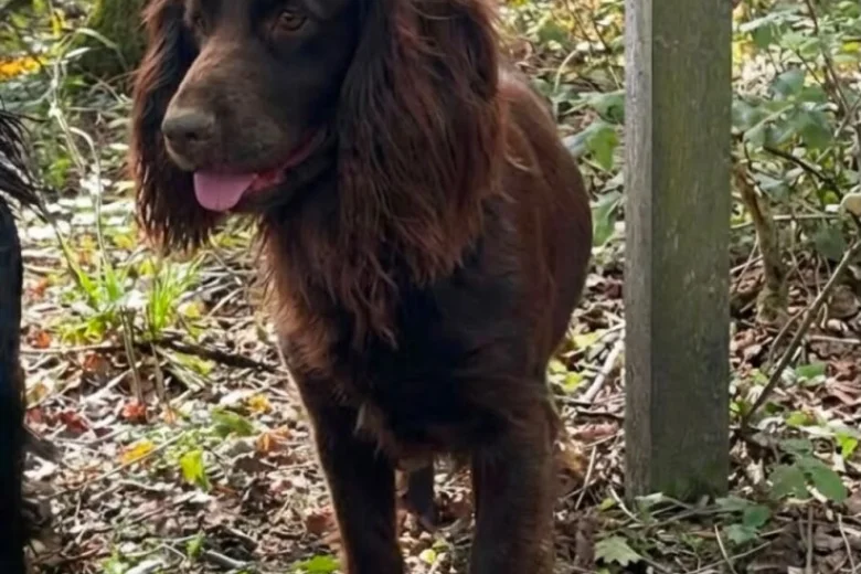 Cocker Spaniel (Working)
