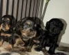 Cocker Spaniel (Working)