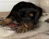 Cocker Spaniel (Working)