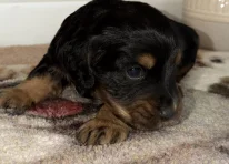 Puppy 4