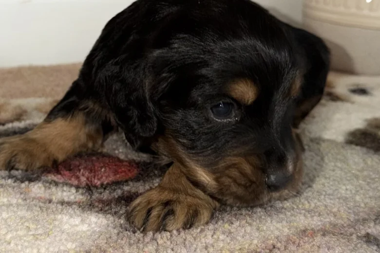 Cocker Spaniel (Working)