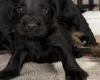 Cocker Spaniel (Working)