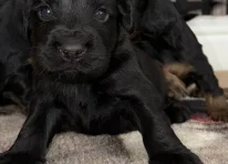Puppy 1
