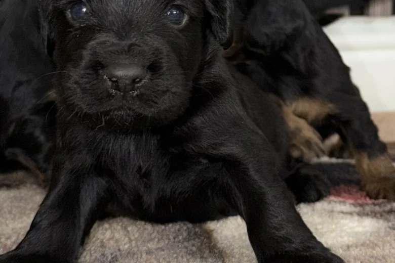 Cocker Spaniel (Working)